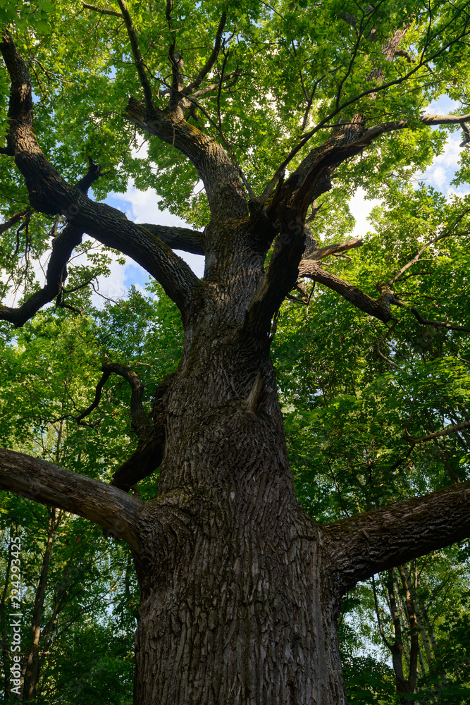 Naklejka premium A big green oak on a summer day. Bottom view.