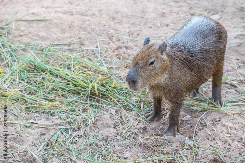Capybara (hydrochoerus hydrochaeris) standing Capybara (hydrochoerus hydrochaeris) standing