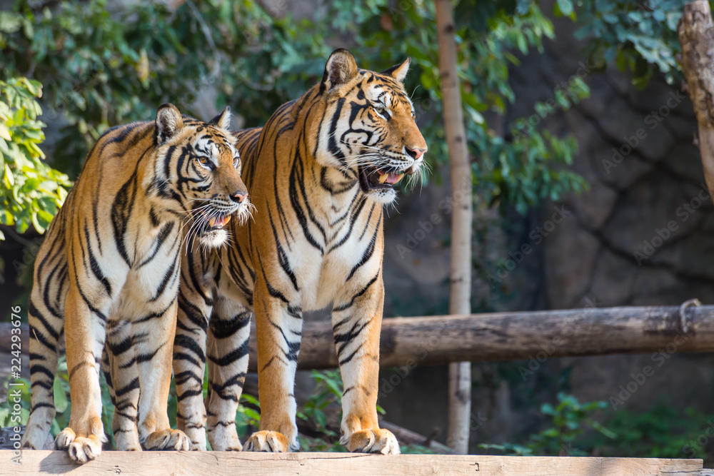 Two royal bengal tiger standing Two royal bengal tiger standing