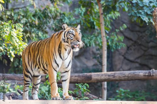 Fototapeta Naklejka Na Ścianę i Meble -  Royal bengal tiger standing