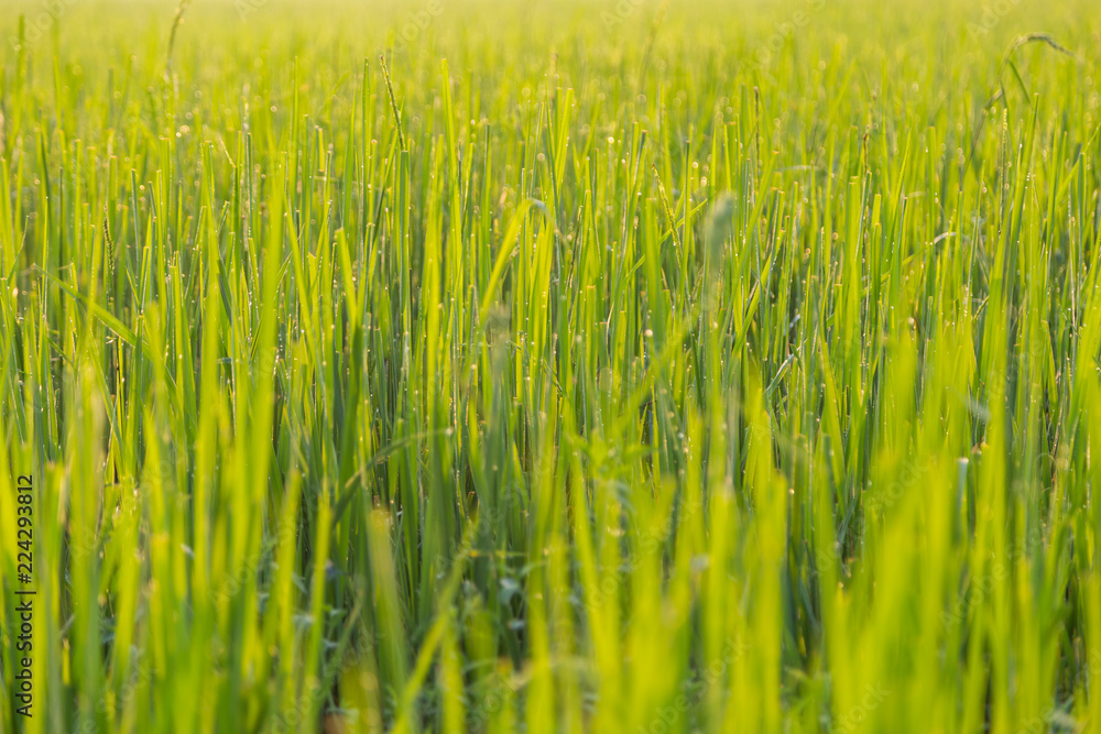 Green wheat field with morning light Green wheat field with morning light