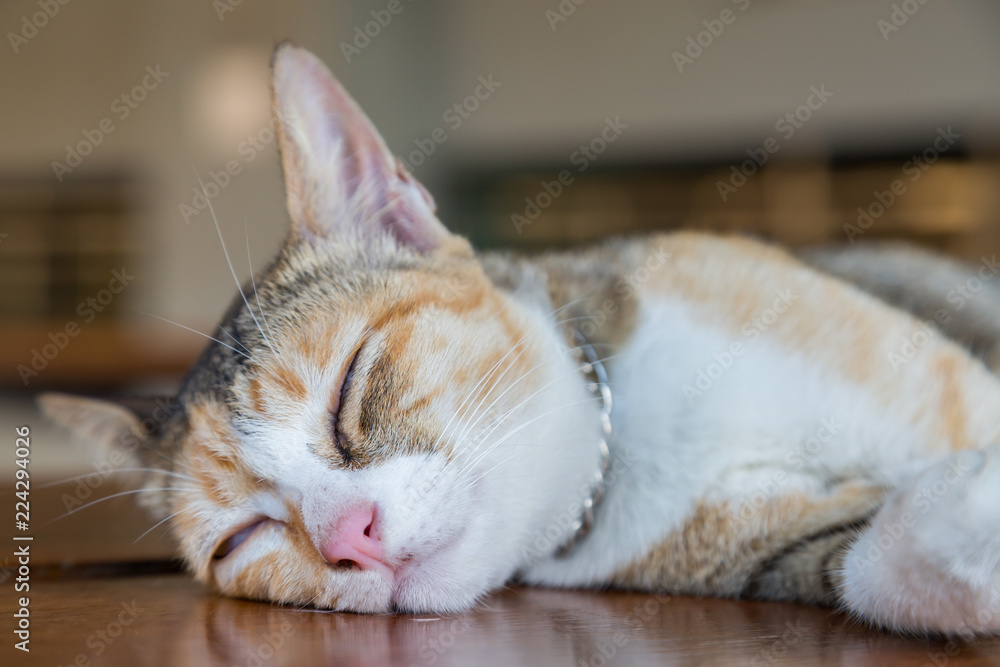 Sleeping cat on the brown wood table