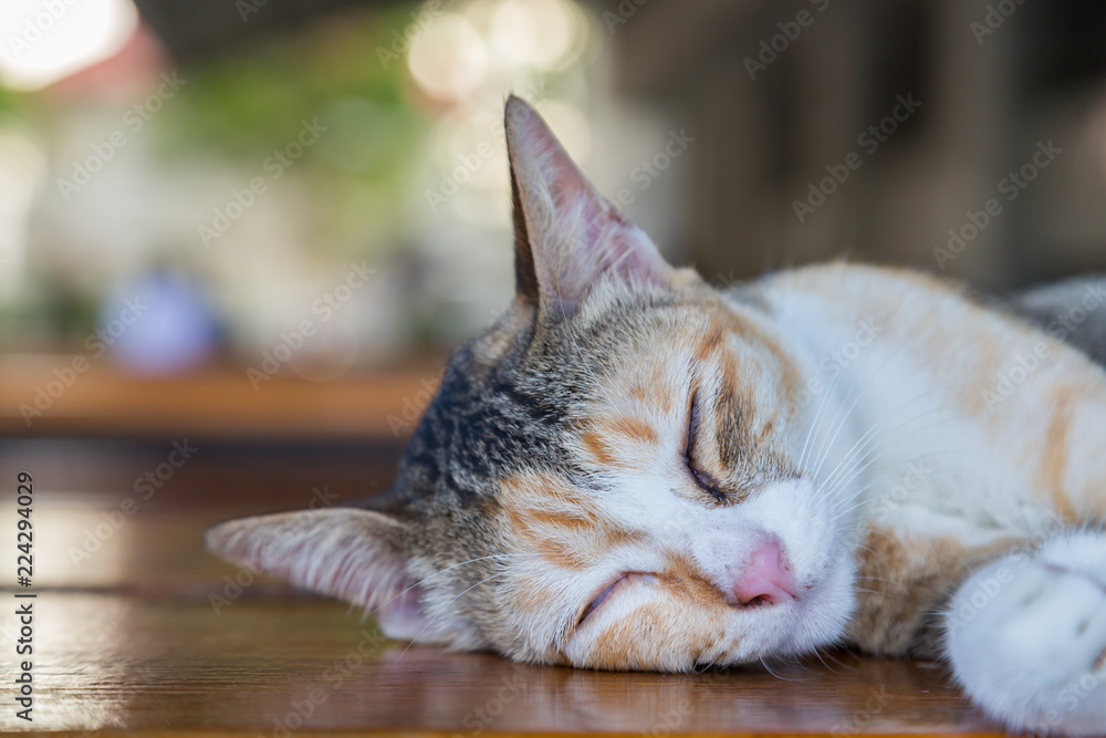Sleeping cat on the brown wood table