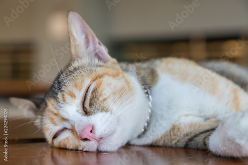 Fototapeta Naklejka Na Ścianę i Meble -  Sleeping cat on the brown wood table