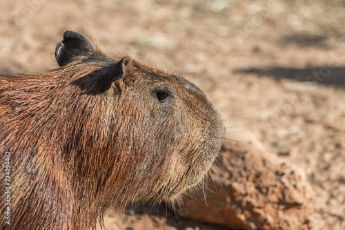 Capybara (hydrochoerus hydrochaeris) standing