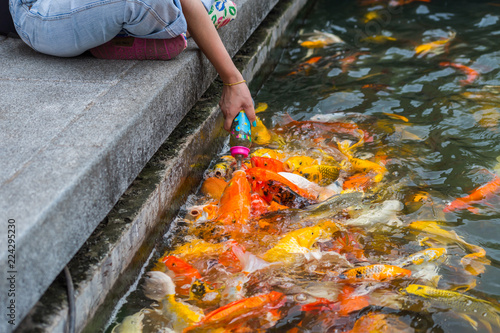 Feeding by hand for koi fish i photo