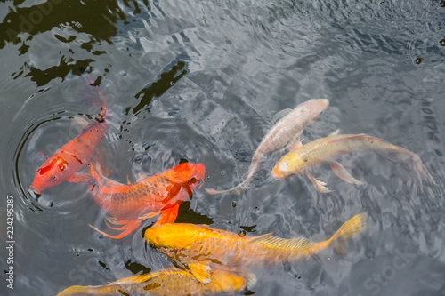 Colorful Koi fish swimming in a water pond © pandaclub23