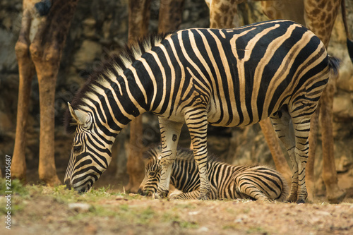 Two zebras.