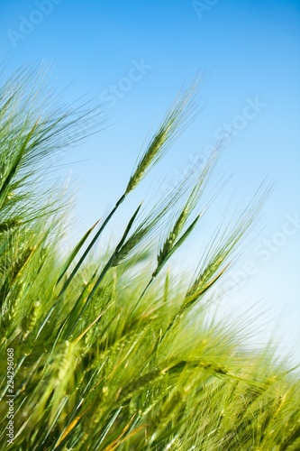 Green Barley / Wheat Field