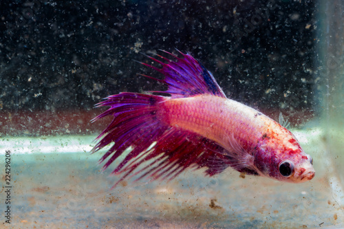 siamese fighting fish injuries head and tail after fighting