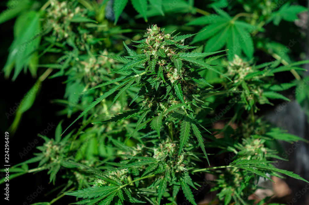 branch of cannabis plant with buds flowering close up branch of cannabis plant with buds flowering close up