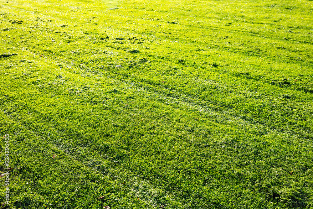 Close-up view of green grass, backdrop, background. Close-up view of green grass, backdrop, background.