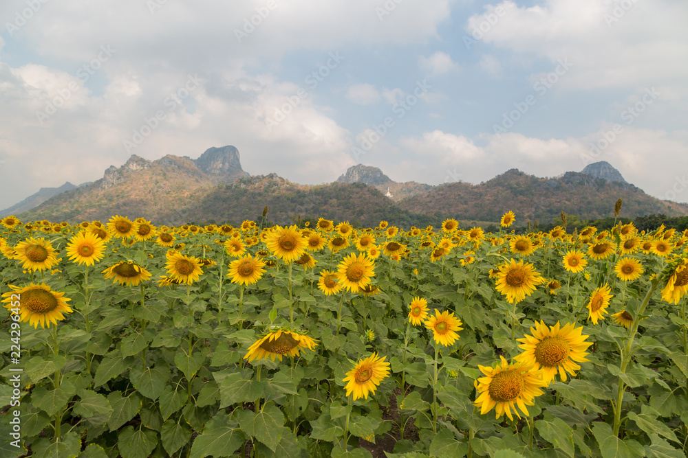 Sunflowers on sunflowers field