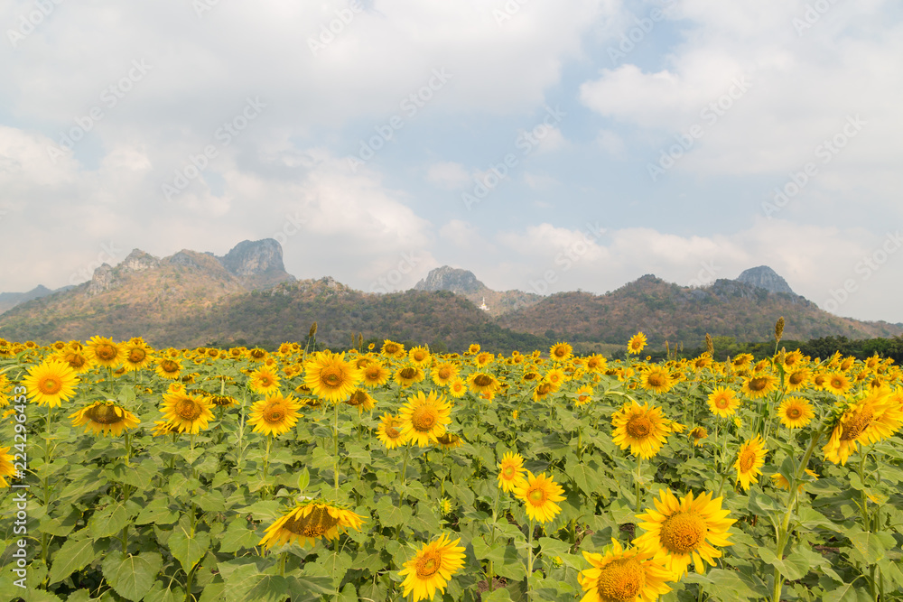 Sunflowers on sunflowers field