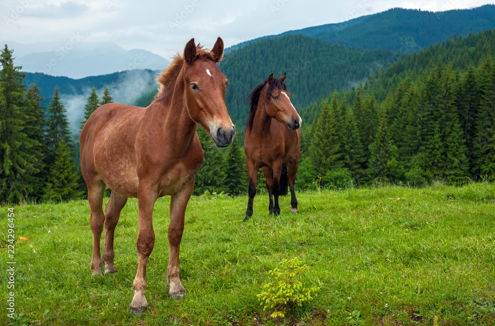 Fototapeta premium Grazing horse at high-land pasture at Carpathian Mountains after rain. Picture of beautiful green pasture on a background of mountains.