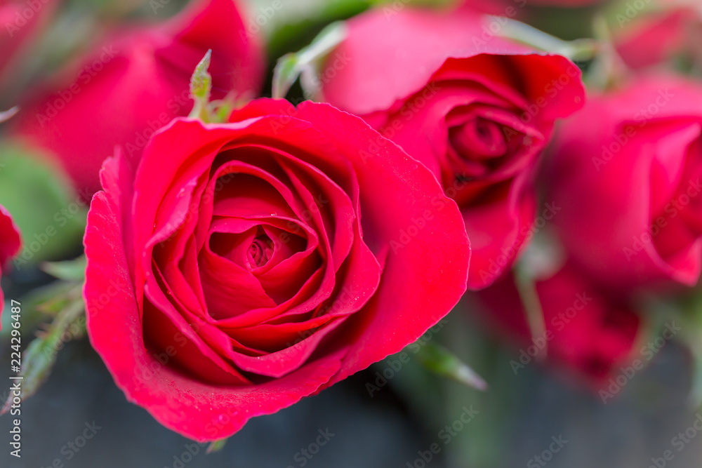 Close-up of red rose with red rose