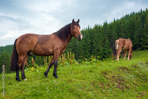 Grazing horse at high-land pasture at Carpathian Mountains after rain. Picture of beautiful green pasture on a background of mountains. © Viktoria