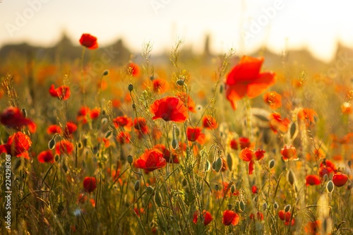 Poppy flowers growing in a field