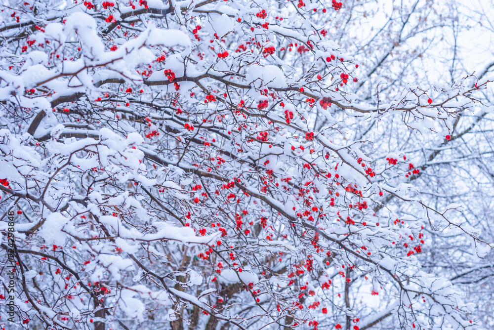 Branches of a mountain ash berries covered with snow - the concept of the onset of winter Branches of a mountain ash berries covered with snow - the concept of the onset of winter