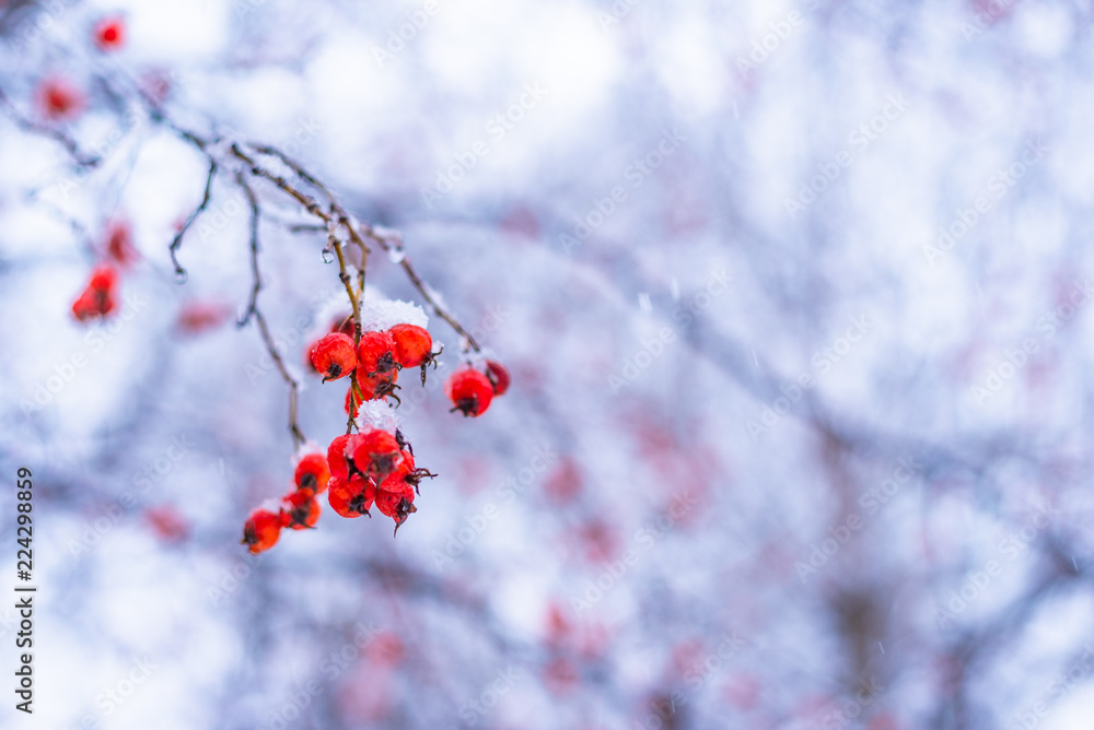 Berries of mountain ash with berries covered with snow, close-up, macro - concept of approaching winter Berries of mountain ash with berries covered with snow, close-up, macro - concept of approaching winter