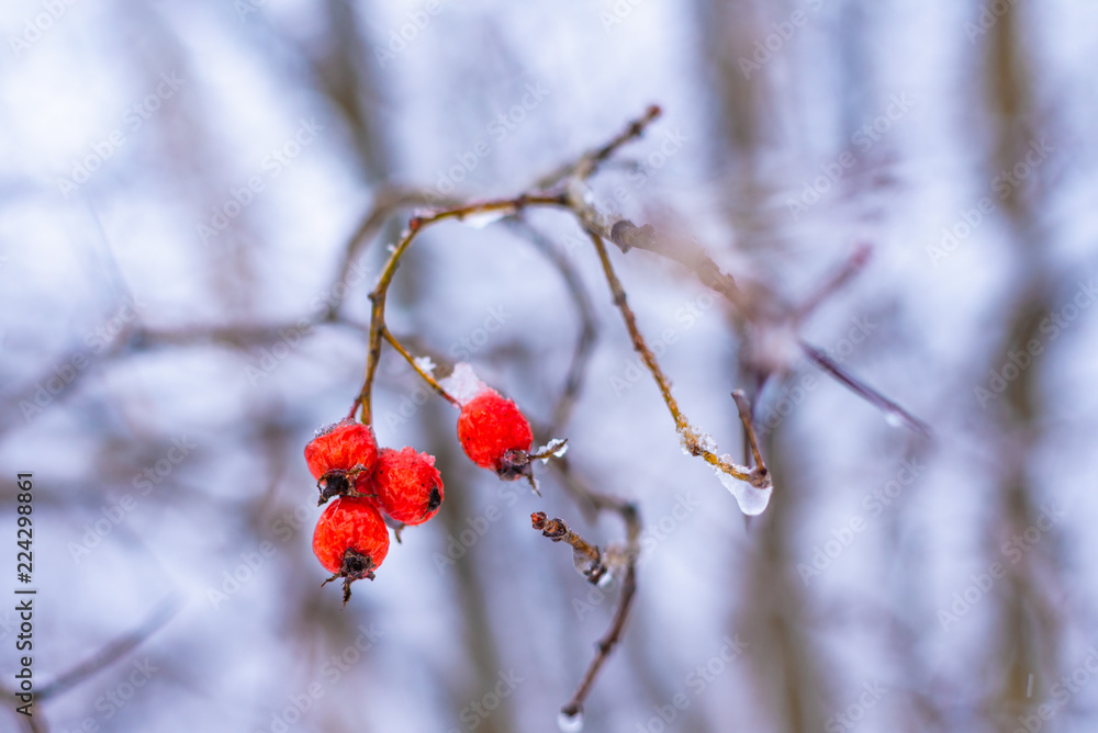 Berries of mountain ash with berries covered with snow, close-up, macro - concept of approaching winter