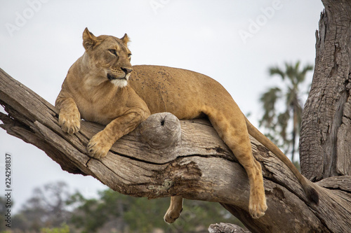 Mama Simba