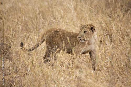 Baby Simba