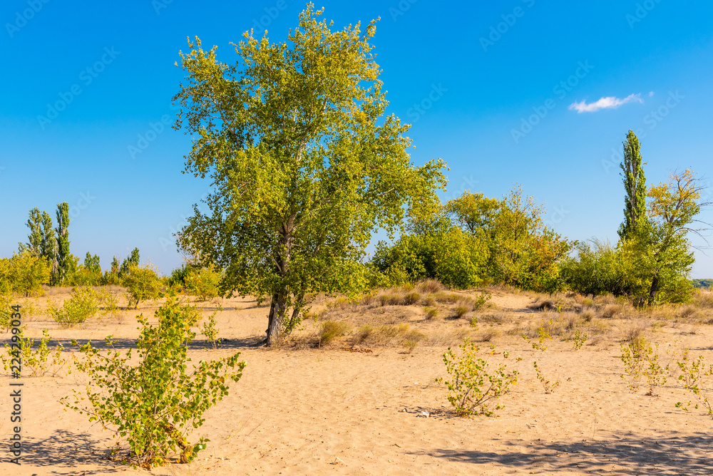 Beautiful autumn landscape with trees growing on sand dunes