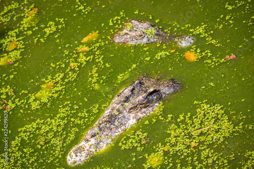 Crocodile head floating in water