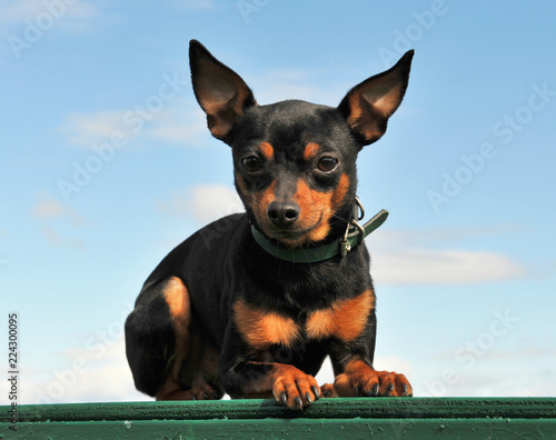 pinscher in nature