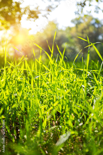 grass and sky