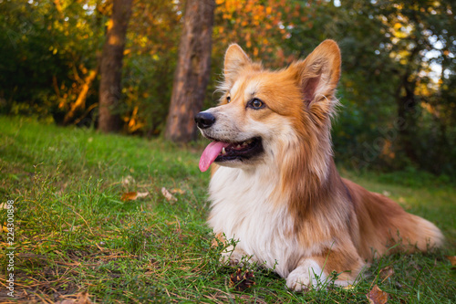 corgi fluffy portrait