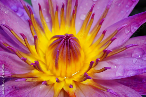 Water lily Close up with water drops.