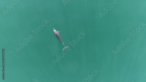 Overhead view of dolphin surfacing for air. photo