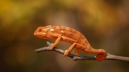 Handdoek met foto Kameleon Flaphalskameleon in Afrikaanse wildernis  © photocech