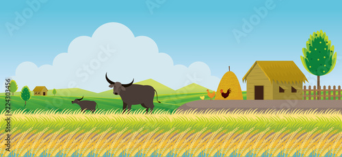 Thailand Rice or Paddy Field Background, Countryside Scene