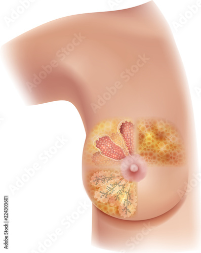 Women breast structure diagram, lobules, mammary glands, milk ducts, medical illustration on a white background. 