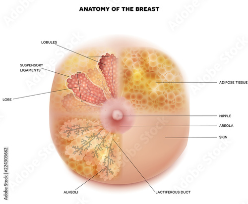 Female Breast anatomy and physiology diagram on white