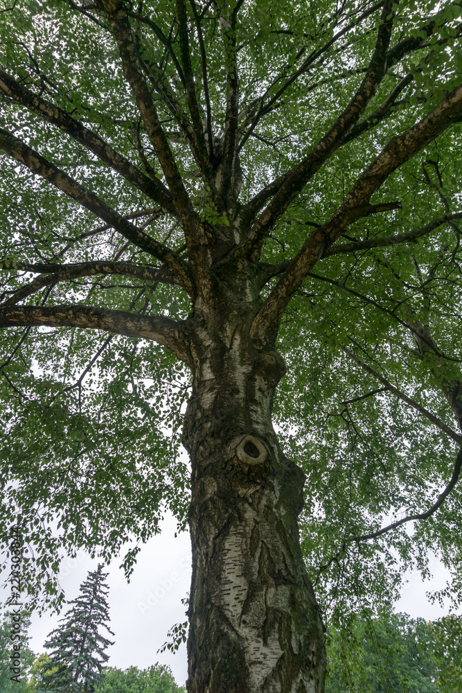 Fototapeta premium looking up to the big birch treetop