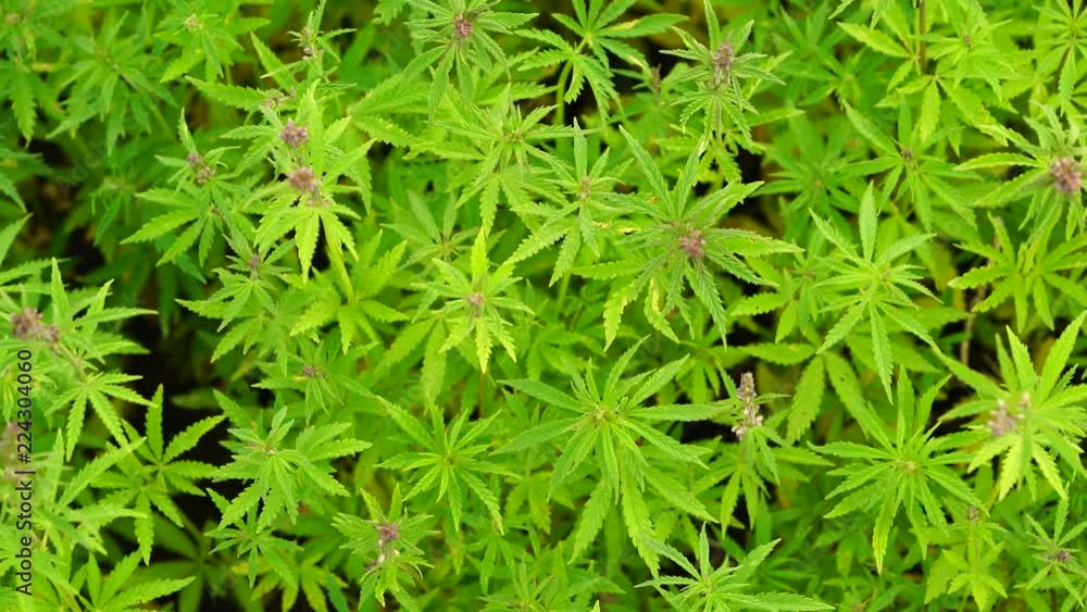 A beautiful cannabis plant at the beginning of flowering top. A beautiful cannabis plant at the beginning of flowering top.
