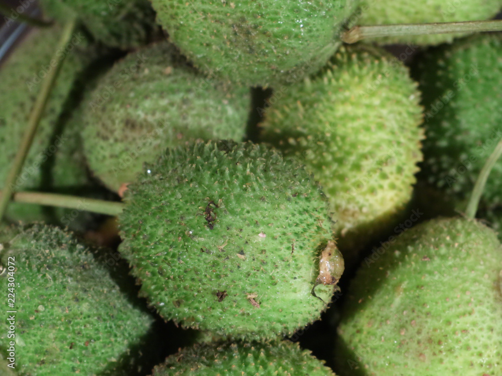 spiny gourd (Kantola),Spiny Gourd or Kantola vegetable isolated,Spiny