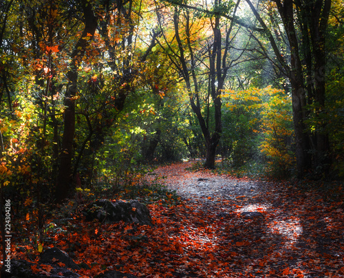 Bright rays between trees in autumn season in the forest