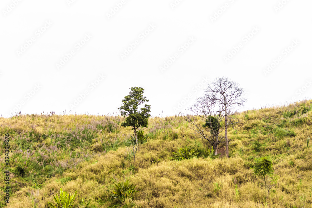 Beautiful tree landscape with cloud sky background. Beautiful tree landscape with cloud sky background.