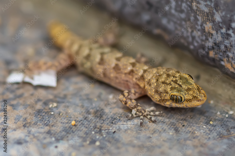 Naklejka premium Small lizard (Gicko) shot in macro mode