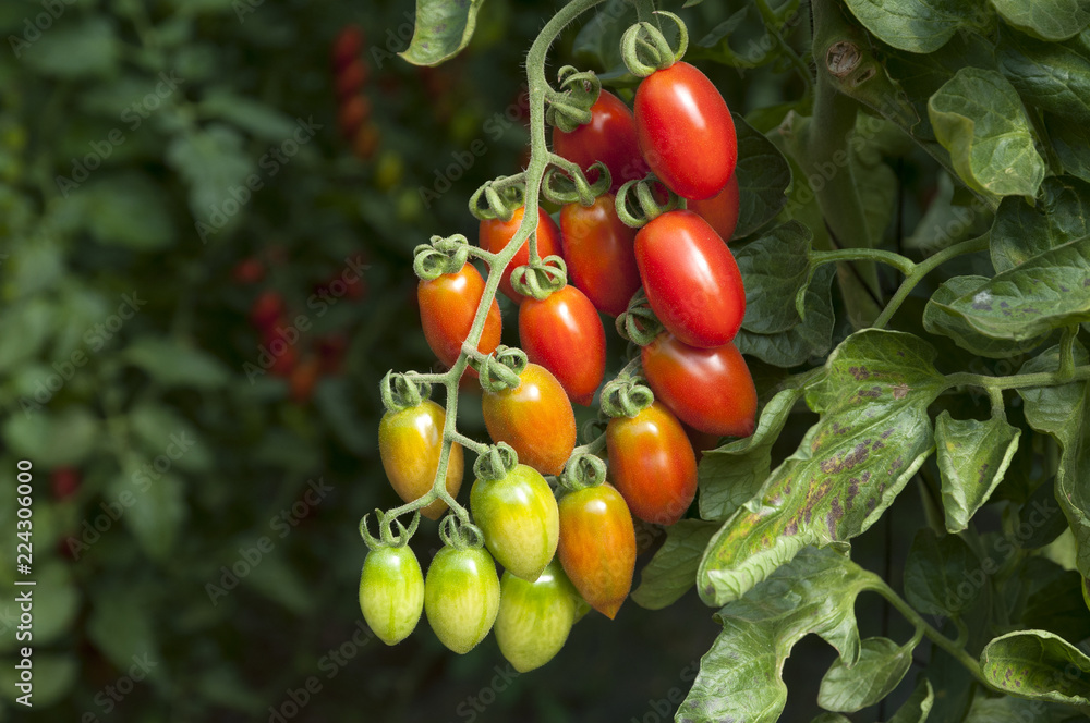 Cherry tomatos Yellow and Red