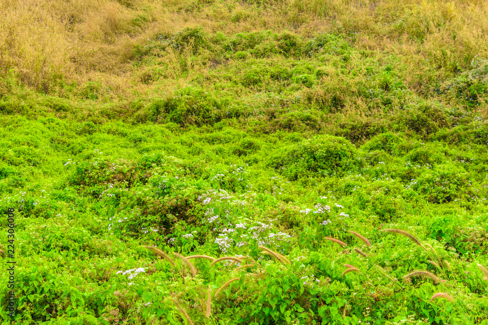 Close up green grass field with blur park background,Spring and summer concept