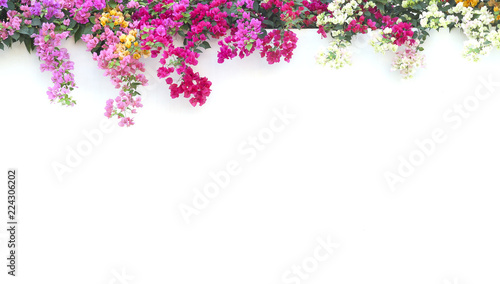 Bougainvillea On the white cement wall background.