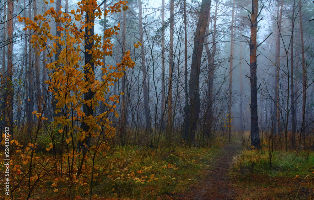 walk in the forest. autumn fogs, autumn colors, autumn mood.