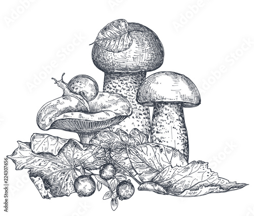 Vector composition of hand drawn forest mushroom with fall leaves, snail, cranberry