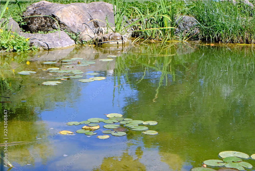 Landcape, wildlife, pond, reflection Landcape, wildlife, pond, reflection